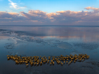Elks Run in Dafeng Elk National Nature Reserve in Yancheng
