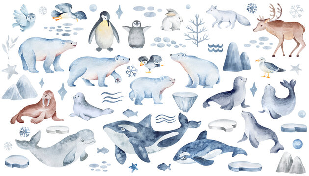 Northern animals on an isolated background. Watercolor wildlife set. Polar bears and penguins with an underwater whale. Hand-drawn elements for stickers and baby prints.