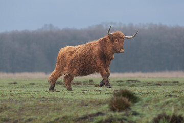 Scottish Highland cow on meadow in cloudy weather. It is Scottish breed of rustic beef cattle. Photo from Czarnocin in Western Pomerania in Poland.	