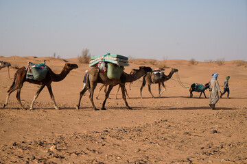 Cammelli in Marocco - 685527066