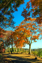 Naklejka premium 晩秋の岡城址