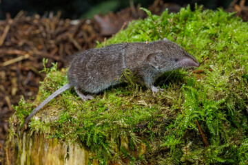 Spitzmaus (Soricidae)