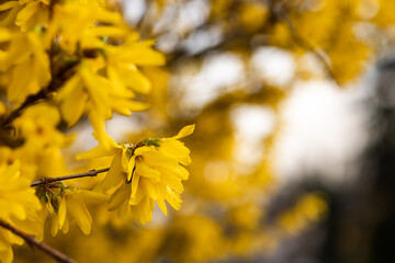 Forsythia flower close-up on a blurry background