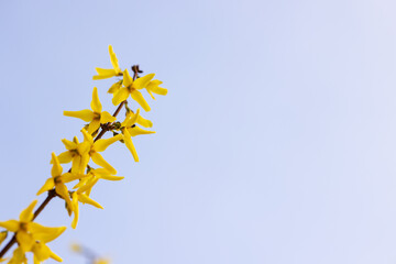 Blooming branches of forsythia close-up against the sky, copy space, minimalism