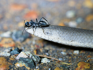 Burton's Legless Lizard with Ant