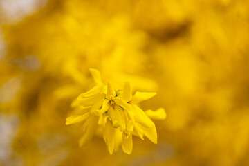 Macro yellow forsythia flower and blurred natural background. Monochrome