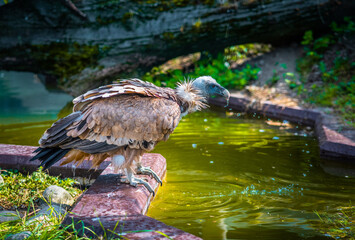 Griffon Vulture drinking water.
