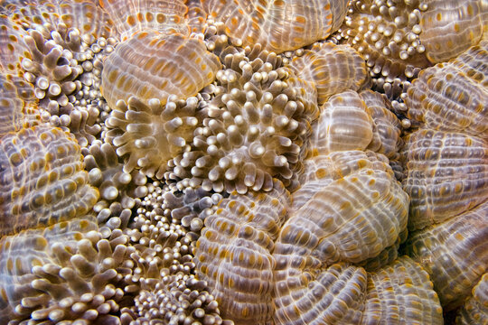 Carpet sea anemone - Stichodactyla sp.