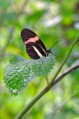 Postman butterfly - Heliconius melpomene
