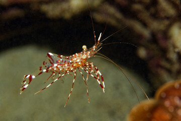 Red shrimp with white spots