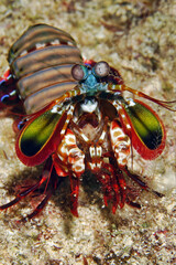 Peacock mantis shrimp - Odontodactylus scyllarus