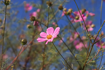 flowers in the field