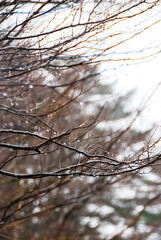 snow on tree