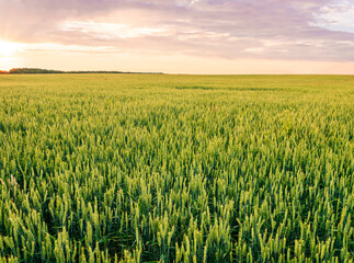 beautiful landscape of green young spring of summer wheat field during sunset or sunrise with young crop and amazing cloudy sky on background.