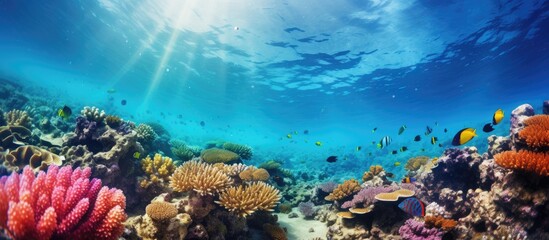 Fototapeta na wymiar Red Sea coral reef in the Middle East.