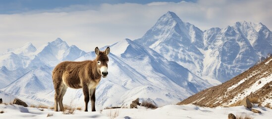 The largest wild ass, Kiang, thrives in winter mountain conditions near Tso-Kar lake in Ladakh, India. Found in the Tibetan Plateau, Kiang can be spotted in the snow and is part of the diverse