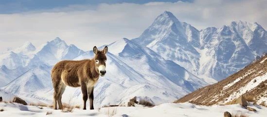 Photo sur Plexiglas Himalaya The largest wild ass, Kiang, thrives in winter mountain conditions near Tso-Kar lake in Ladakh, India. Found in the Tibetan Plateau, Kiang can be spotted in the snow and is part of the diverse