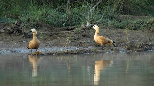 A ruddy shelduck standing on a small sandbar in a river in the early morning light and mist.