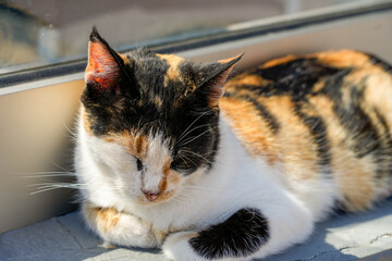 Sleeping wild cat on the street in Greece.