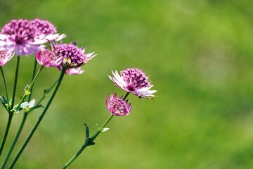 Blossom of the Astrantia. Flowering plant close-up. 