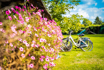 Bicycles provide a lovely backdrop for the delicate, pink flowers, creating a wonderful scene full of harmony and the charm of the rural landscape.