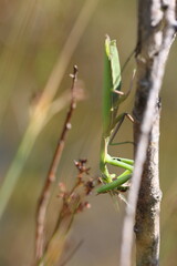 mantis religiosa feeding on its prey