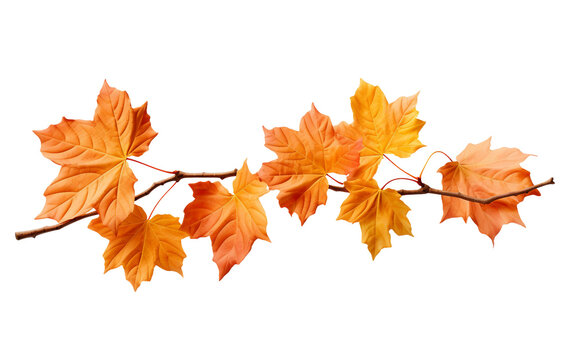 Autumn's Sycamore Maple Branch PNG Image
