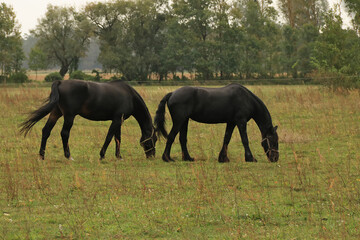 zwei braune Pferde grasen auf einer Pferdekoppel