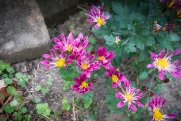 庭で咲いた、ビビットピンク色の美しい菊の花