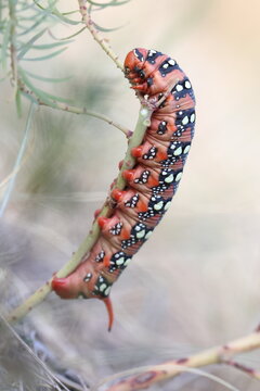 big spurge hawk-moth caterpillar in a summer dry grassland