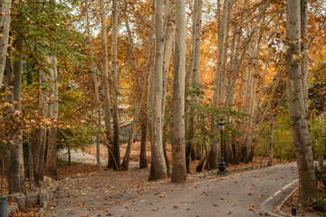 A landscape photo of the park in autumn. - obrazy, fototapety, plakaty