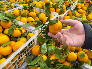 A tangerine with leaves in a man's hand. Concept - buying fruit at the market.