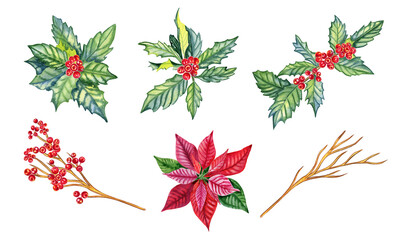 Holly branches with red berries and poinsettia watercolor set. Isolated Christmas botanical...