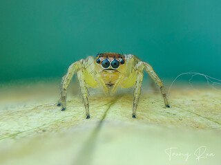 Portrait of a jumping spider