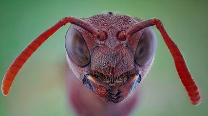 An extreme close up of a bee head