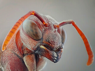 An extreme close up of a bee head