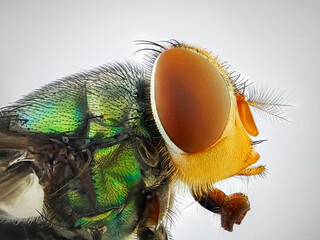 An extreme close up of a fly head