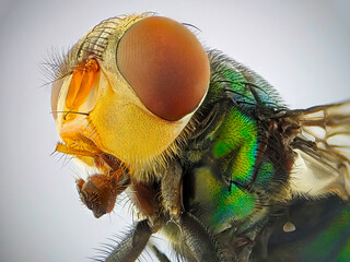 An extreme close up of a fly head