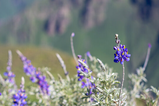 Lupinus mutabilis, a species of lupin grown in the Andes, mainly for its edible bean. Vernacular names include tarwi, chocho, altramuz, Andean lupin, South American lupin, Peruvian field lupin.