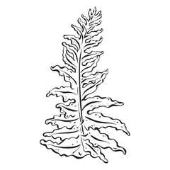 Ink: Elegant leaf contour featuring a gracefully detailed fern, ornamental greenery in a forest. The minimalist monochrome design, isolated on white background, vector illustration in EPS 10 format
