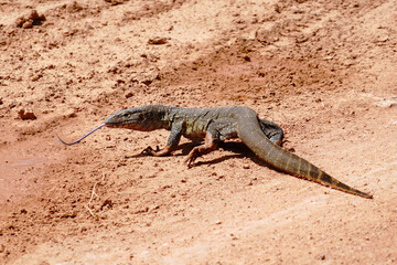lizard on the ground