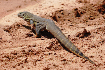 lizard on the rock