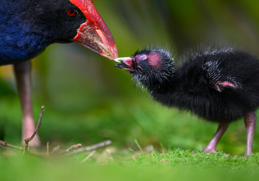 Pukeko bird mother feeding chick with nature green background. Western Springs park, Auckland.