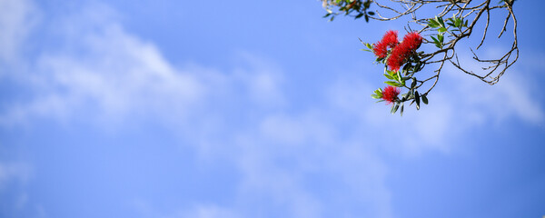 Red Pohutukawa flowers against a blue sky, New Zealand Christmas Tree. - obrazy, fototapety, plakaty