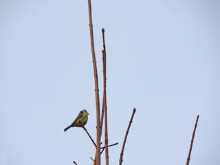 One looking away paridae or blue top of head of a parus perched above new branches