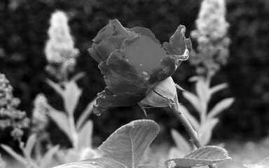Focused and high contrasted edited in black and white a rose top bush
