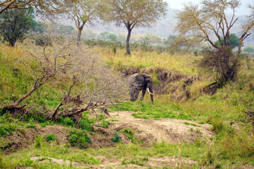 Obraz na płótnie Canvas elephant in bushes