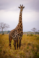 giraffe in continent