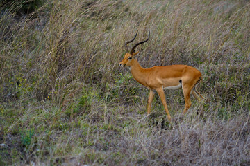 impala antelope in the savannah