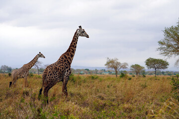 giraffe in serengeti national park